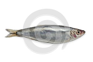 Fresh raw European sprat