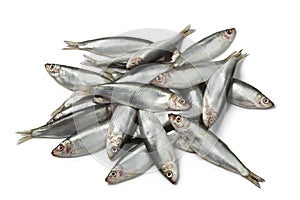 Fresh raw European sprats