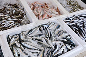 Fresh raw Europian pilchard fishes or Sardina pilchardus on ice in the box on the counter at the fish market in Athens on April photo