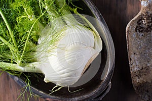 Fresh raw fennel root vegetable organic