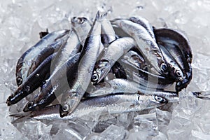 Fresh raw fish anchovy on ice photo