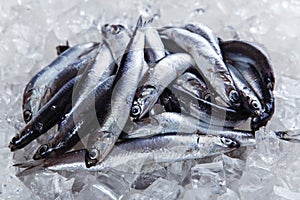 Fresh raw fish anchovy on ice