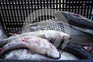 Fresh raw fish in a container at the market. Healthy diet food. Close-up