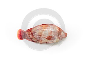 fresh raw fish isolated Red tilapia,Nile tiapia & x28;Oreochromis niloticus-mossambicus