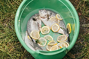 Fresh and raw fish with lemon and parsley in a green plastic basin in the garden in summer, ready and wait for the rost