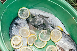 Fresh and raw fish with lemon and parsley in a green plastic basin in the garden in summer, ready and wait for the rost