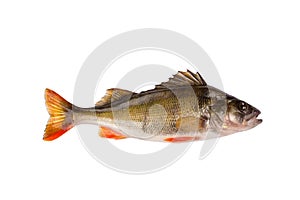 Fresh raw fish perch isolated on white background