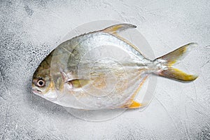Fresh raw fish pompano on kitchen table. White background. Top view photo
