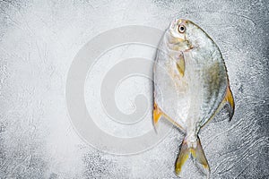 Fresh raw fish pompano on kitchen table. White background. Top view. Copy space