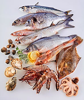 Fresh Raw Fish, Shellfish and Seafood on White