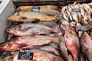 Fresh raw fish on the supermarket counter. River fish