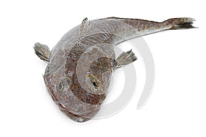 Fresh raw flathead fish photo