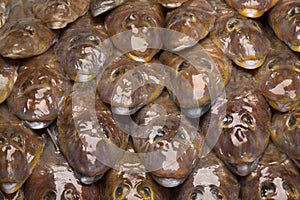 Fresh raw flathead fishes