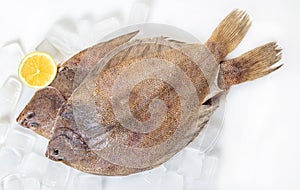 Fresh raw flounder fish