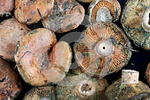 Fresh raw fungus typical from autumn season