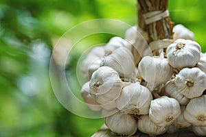 Fresh raw garlic bundle group with green garden background, copy space, kitchen raw ingredient concept