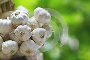 Fresh raw garlic bundle group with green garden background, copy space, kitchen raw ingredient concept