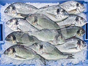 Fresh raw gilt-head bream Sparus aurata dorada fish at local m photo