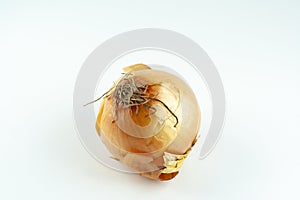 Fresh raw golden onion with onionskin, organic food vegetable, isolated object