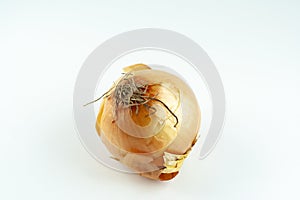 Fresh raw golden onion with onionskin, organic food vegetable, isolated object photo