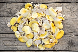 Fresh raw golden oyster mushrooms on wooden table, Pleurotus citrinopileatus