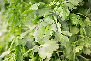 Fresh raw green cilantro. Farm seasonal spanish verdure, fruits and vegetables. Potherb