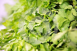 Fresh raw green cilantro. Farm seasonal spanish verdure, fruits and vegetables. Potherb