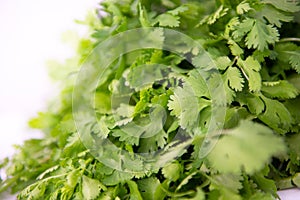 Fresh raw green cilantro. Farm seasonal spanish verdure, fruits and vegetables. Potherb.