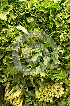 Fresh raw green leafy broccoli rabe rapini photo