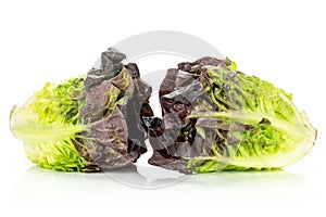 Fresh raw green lettuce red little gem isolated on white