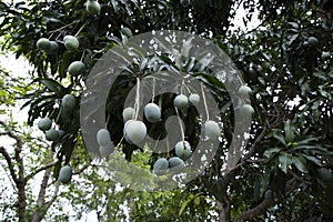 Fresh Raw Green Mango hinging In the Tree