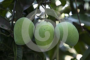 Fresh Raw Green Mango hinging In the Tree Branch