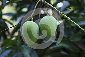 Fresh Raw Green Mango hinging In the Tree Branch