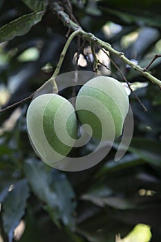 Fresh Raw Green Mango hinging In the Tree Branch