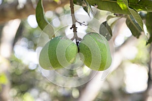 Fresh Raw Green Mango hinging In the Tree Branch