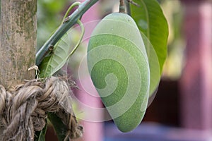 Fresh Raw Green Mango hinging In the Tree Branch