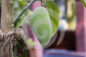 Fresh Raw Green Mango hinging In the Tree Branch