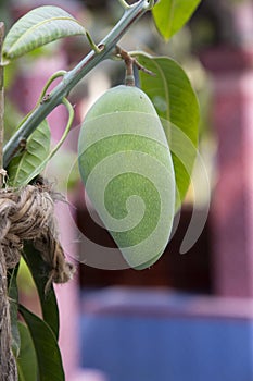 Fresh Raw Green Mango hinging In the Tree Branch