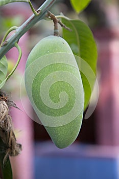 Fresh Raw Green Mango hinging In the Tree Branch