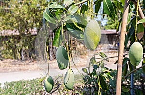 Fresh raw green mangoes hanging on a mango tree. Selective focus on fresh mango on the top of plants in the garden