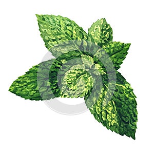 Fresh raw green mint leaves, spearmint, peppermint close up, isolated, hand drawn watercolor illustration on white photo