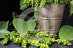 Fresh raw green pepper in a plant pot with black background