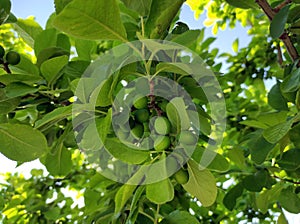 Fresh and raw green plums, fruits on the plum tree