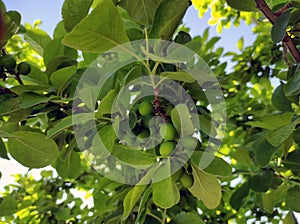 Fresh and raw green plums, fruits on the plum tree