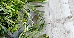 Fresh raw italian chicory, Puntarelle