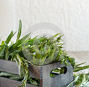 Fresh raw italian chicory, Puntarelle