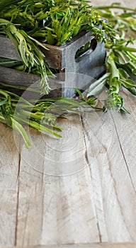 Fresh raw italian chicory, Puntarelle