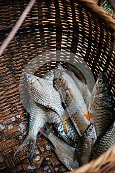 Fresh raw Java barb or silver barb fish shiny skin details in bamboo basket