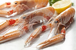 Fresh raw langoustines