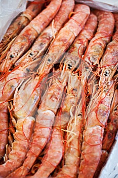 Fresh raw langoustines